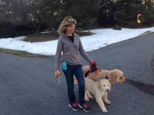 Golden Doodle walking with owner Mount Airy