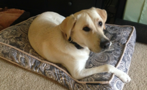 Yellow Lab laying on bed