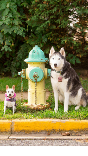 chihuahua and husky near fire hydrant