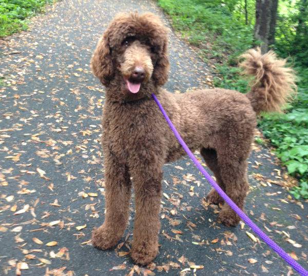 Mount Airy Dog Training Frederick Rescue Dog Training Puppy