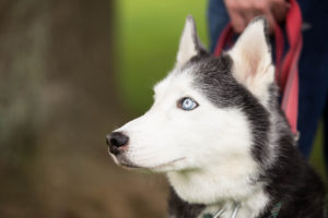 husky-dog-training Washinton DC