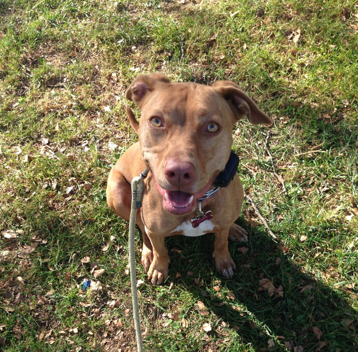 Mount Airy Dog Training Frederick Rescue Dog Training Puppy