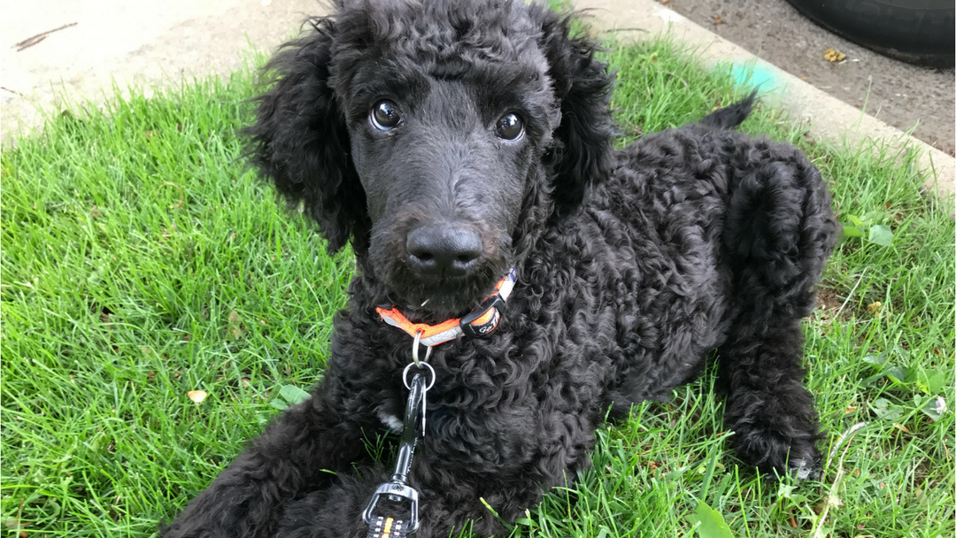 black Poodle puppy in grass