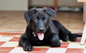 black German Shepherd puppy laying on floor